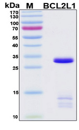 BCL2L1 / BCL-XL Protein - SDS-PAGE under reducing conditions and visualized by Coomassie blue staining