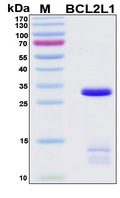 BCL2L1 / BCL-XL Protein - SDS-PAGE under reducing conditions and visualized by Coomassie blue staining