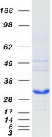 BCL2L1 / BCL-XL Protein - Purified recombinant protein BCL2L1 was analyzed by SDS-PAGE gel and Coomassie Blue Staining