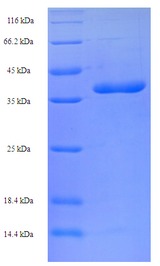 BCL2L11 / BIM Protein