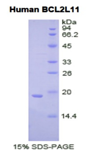 BCL2L11 / BIM Protein - Recombinant Bcl2 Like Protein 11 By SDS-PAGE