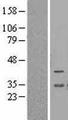 BCL2L12 Protein - Western validation with an anti-DDK antibody * L: Control HEK293 lysate R: Over-expression lysate