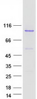 BCL2L13 / Bcl Rambo Protein - Purified recombinant protein BCL2L13 was analyzed by SDS-PAGE gel and Coomassie Blue Staining