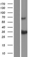 BCL2L14 / BCL-G Protein - Western validation with an anti-DDK antibody * L: Control HEK293 lysate R: Over-expression lysate