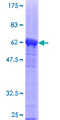 BCL2L14 / BCL-G Protein - 12.5% SDS-PAGE of human BCL2L14 stained with Coomassie Blue