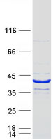 BCL2L14 / BCL-G Protein - Purified recombinant protein BCL2L14 was analyzed by SDS-PAGE gel and Coomassie Blue Staining