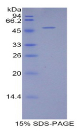 BCL2L2 / Bcl-w Protein - Recombinant B-Cell CLL/Lymphoma 2 Like Protein 2 By SDS-PAGE