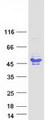 BCL7A Protein - Purified recombinant protein BCL7A was analyzed by SDS-PAGE gel and Coomassie Blue Staining