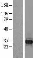 BCL7C Protein - Western validation with an anti-DDK antibody * L: Control HEK293 lysate R: Over-expression lysate