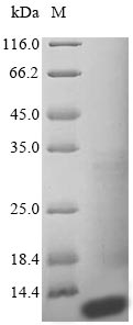 BCMP84 / S100A14 Protein - (Tris-Glycine gel) Discontinuous SDS-PAGE (reduced) with 5% enrichment gel and 15% separation gel.