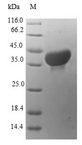 BCMP84 / S100A14 Protein - (Tris-Glycine gel) Discontinuous SDS-PAGE (reduced) with 5% enrichment gel and 15% separation gel.