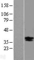 BDNF Protein - Western validation with an anti-DDK antibody * L: Control HEK293 lysate R: Over-expression lysate