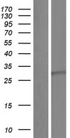 BDNF Protein - Western validation with an anti-DDK antibody * L: Control HEK293 lysate R: Over-expression lysate