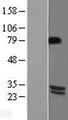 BDNF Protein - Western validation with an anti-DDK antibody * L: Control HEK293 lysate R: Over-expression lysate