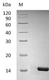 BDNF Protein - (Tris-Glycine gel) Discontinuous SDS-PAGE (reduced) with 5% enrichment gel and 15% separation gel.