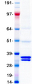 BDNF Protein - Purified recombinant protein BDNF was analyzed by SDS-PAGE gel and Coomassie Blue Staining