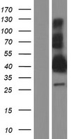 BEAN1 Protein - Western validation with an anti-DDK antibody * L: Control HEK293 lysate R: Over-expression lysate