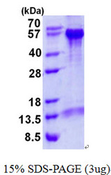 BECN1 / Beclin-1 Protein
