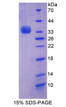 BECN1 / Beclin-1 Protein - Recombinant Beclin 1 By SDS-PAGE