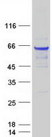 BECN1 / Beclin-1 Protein - Purified recombinant protein BECN1 was analyzed by SDS-PAGE gel and Coomassie Blue Staining
