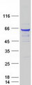 BECN1 / Beclin-1 Protein - Purified recombinant protein BECN1 was analyzed by SDS-PAGE gel and Coomassie Blue Staining