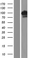 BEND3 Protein - Western validation with an anti-DDK antibody * L: Control HEK293 lysate R: Over-expression lysate