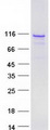 BEND3 Protein - Purified recombinant protein BEND3 was analyzed by SDS-PAGE gel and Coomassie Blue Staining