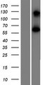 BEND4 Protein - Western validation with an anti-DDK antibody * L: Control HEK293 lysate R: Over-expression lysate