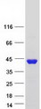 BEND6 Protein - Purified recombinant protein BEND6 was analyzed by SDS-PAGE gel and Coomassie Blue Staining