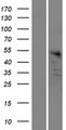 BEND7 Protein - Western validation with an anti-DDK antibody * L: Control HEK293 lysate R: Over-expression lysate