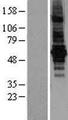 BEST2 / Bestrophin-2 Protein - Western validation with an anti-DDK antibody * L: Control HEK293 lysate R: Over-expression lysate
