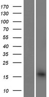 BET1 Protein - Western validation with an anti-DDK antibody * L: Control HEK293 lysate R: Over-expression lysate