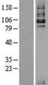 Betaglycan / TGFBR3 Protein - Western validation with an anti-DDK antibody * L: Control HEK293 lysate R: Over-expression lysate