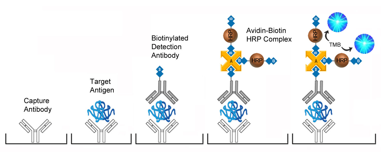 Betaglycan / TGFBR3 ELISA Kit - Sandwich ELISA Platform Overview