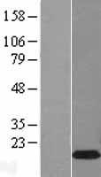 BEX1 Protein - Western validation with an anti-DDK antibody * L: Control HEK293 lysate R: Over-expression lysate