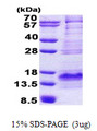 BEX1 Protein