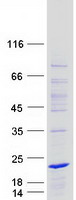 BEX1 Protein - Purified recombinant protein BEX1 was analyzed by SDS-PAGE gel and Coomassie Blue Staining