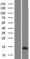 BEX4 Protein - Western validation with an anti-DDK antibody * L: Control HEK293 lysate R: Over-expression lysate