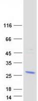 BEX4 Protein - Purified recombinant protein BEX4 was analyzed by SDS-PAGE gel and Coomassie Blue Staining