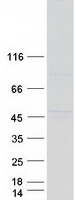 BFSP2 Protein - Purified recombinant protein BFSP2 was analyzed by SDS-PAGE gel and Coomassie Blue Staining
