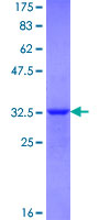BHLHA15 Protein - 12.5% SDS-PAGE Stained with Coomassie Blue.