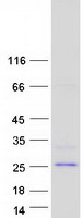BHLHA15 Protein - Purified recombinant protein BHLHA15 was analyzed by SDS-PAGE gel and Coomassie Blue Staining