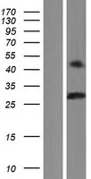 BHLHA9 Protein - Western validation with an anti-DDK antibody * L: Control HEK293 lysate R: Over-expression lysate