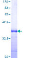 BHLHB2 / DEC1 Protein - 12.5% SDS-PAGE Stained with Coomassie Blue.
