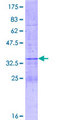 BHLHB40 / HES2 Protein - 12.5% SDS-PAGE of human HES2 stained with Coomassie Blue