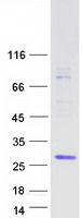 BHLHB40 / HES2 Protein - Purified recombinant protein HES2 was analyzed by SDS-PAGE gel and Coomassie Blue Staining