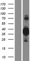 BHLHE22 / BHLHB5 Protein - Western validation with an anti-DDK antibody * L: Control HEK293 lysate R: Over-expression lysate