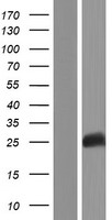 BHLHE23 / BHLHB4 Protein - Western validation with an anti-DDK antibody * L: Control HEK293 lysate R: Over-expression lysate