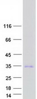 BHLHE23 / BHLHB4 Protein - Purified recombinant protein BHLHE23 was analyzed by SDS-PAGE gel and Coomassie Blue Staining