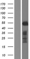 BHLHE41 / BHLHB3 / SHARP1 Protein - Western validation with an anti-DDK antibody * L: Control HEK293 lysate R: Over-expression lysate